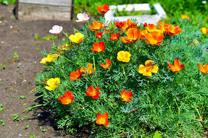 Mikado California Poppy (Eschscholzia californica) Seeds – 1,500 ct