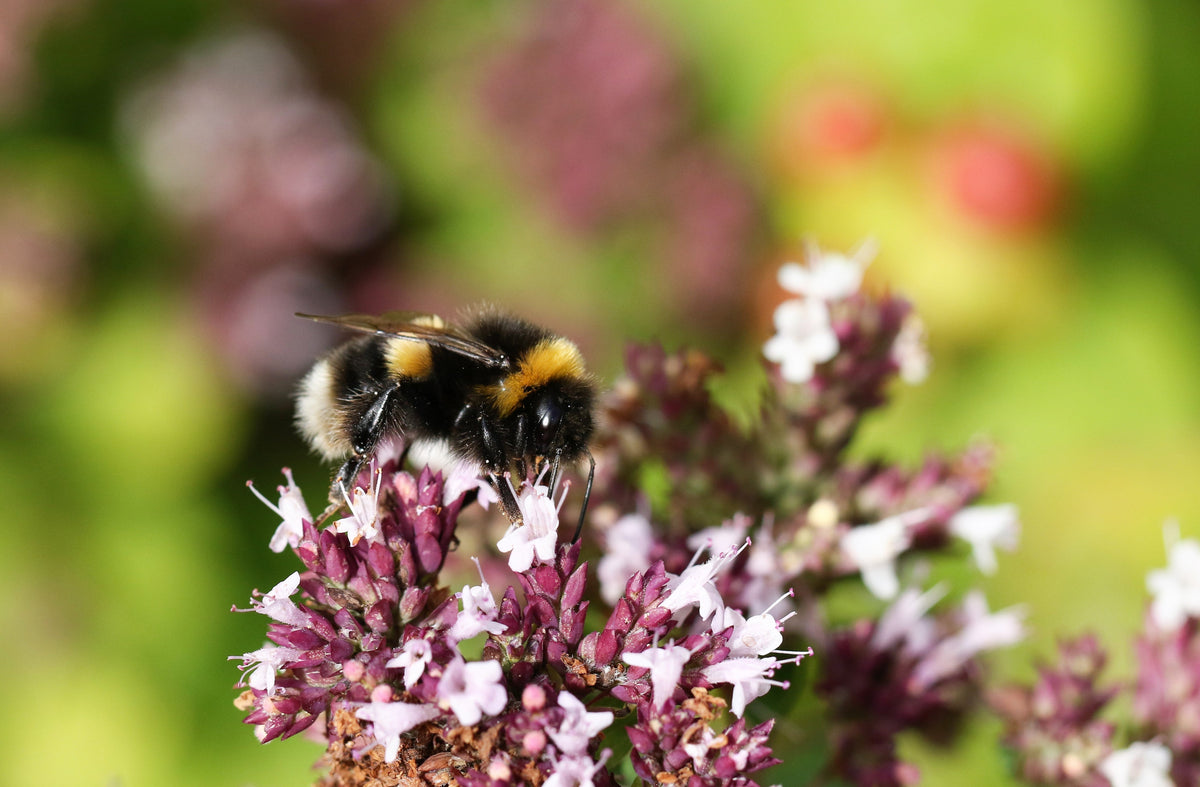 Sweet Marjoram (Origanum majorana) Seeds – 2,000 ct