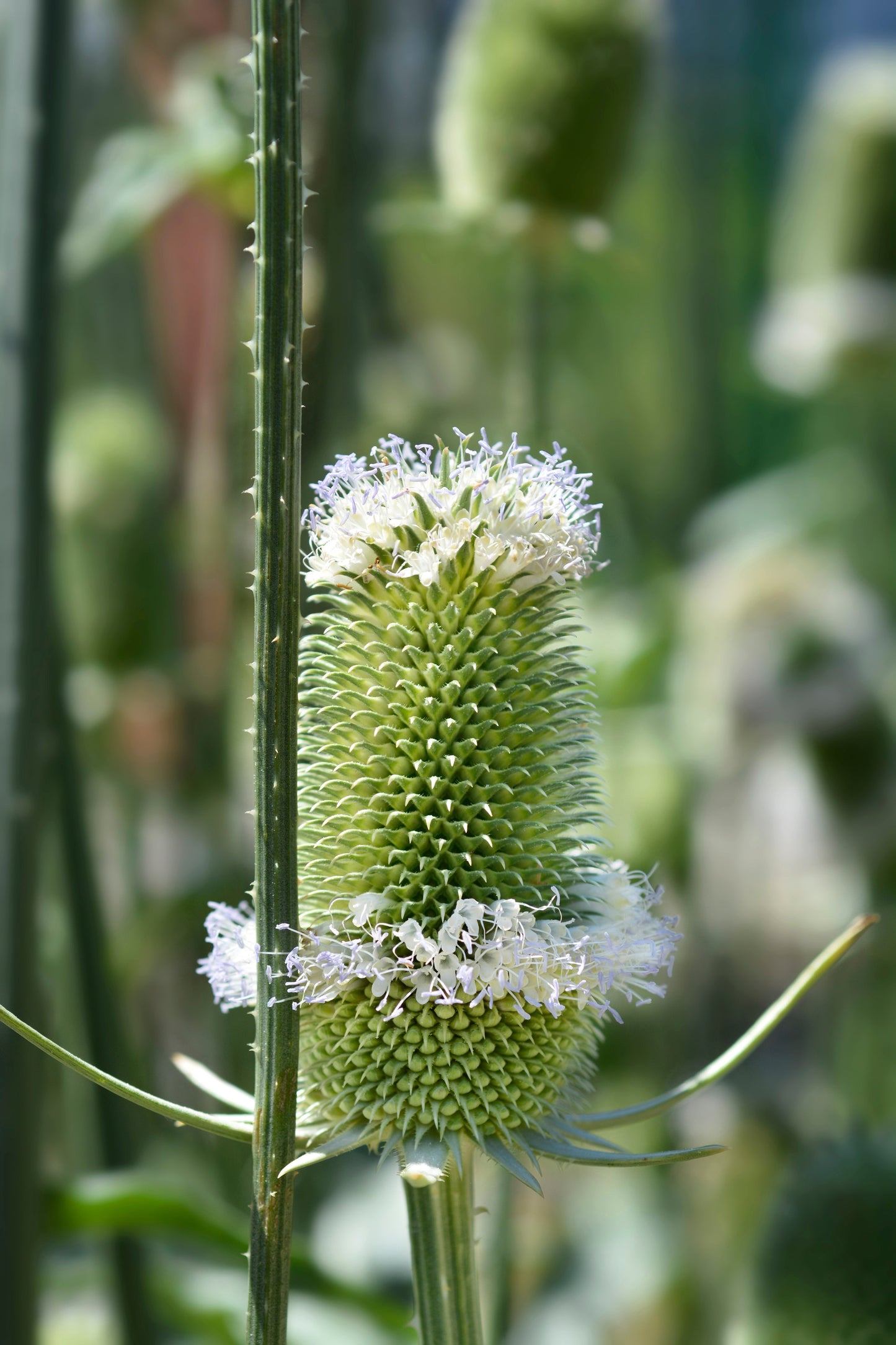 75 Fullers Teasel (Dipsacus Sativus) Seeds