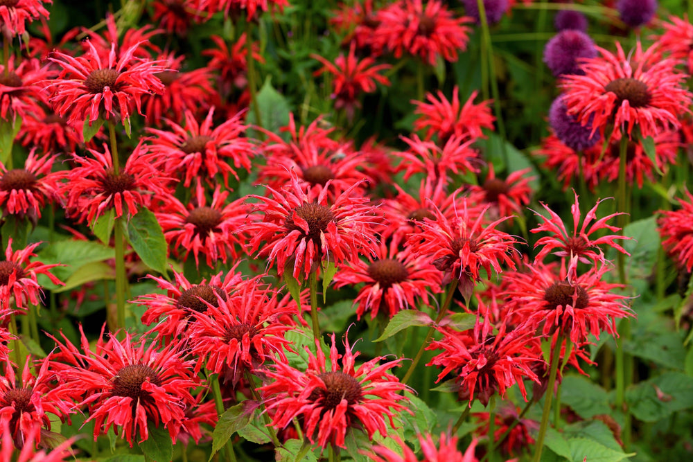 10 Panorama Red Bee Balm (Monarda Didyma) Seeds