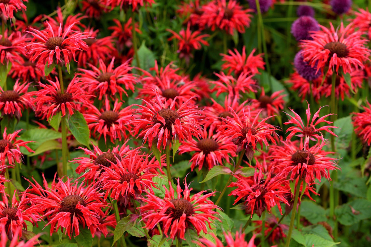 10 Panorama Red Bee Balm (Monarda Didyma) Seeds
