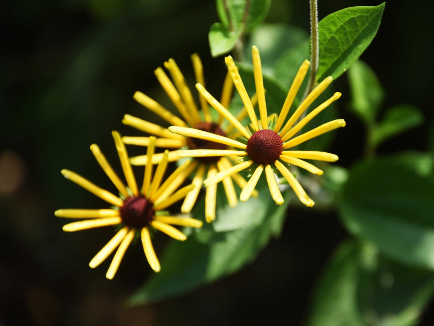 300 Sweet Coneflower (Rudbeckia Subtomentosa; Sweet Black Eyed Susan) Seeds