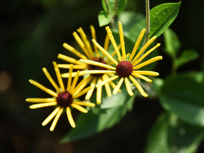 300 Sweet Coneflower (Rudbeckia Subtomentosa; Sweet Black Eyed Susan) Seeds