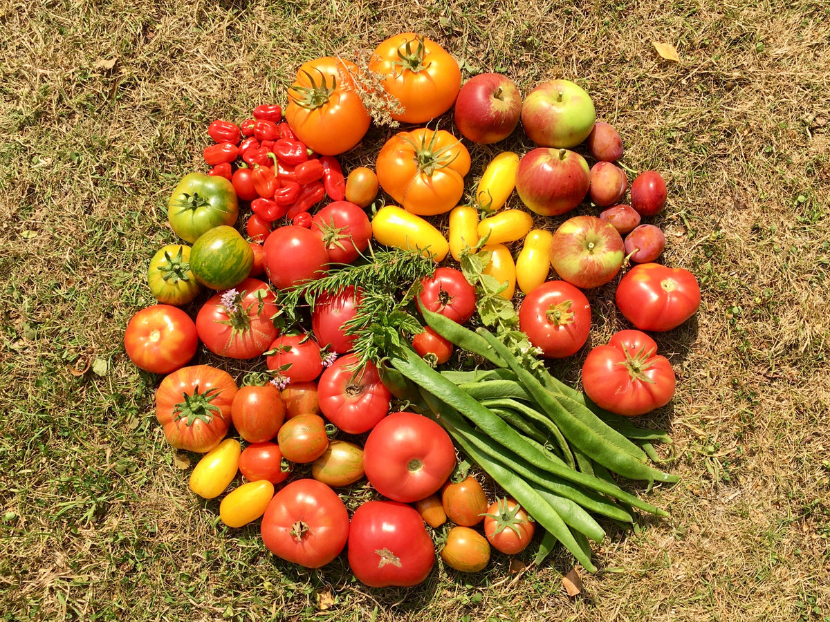 40 BANANA LEGS TOMATO Heirloom Yellow Lycopersicon Fruit Vegetable Seeds