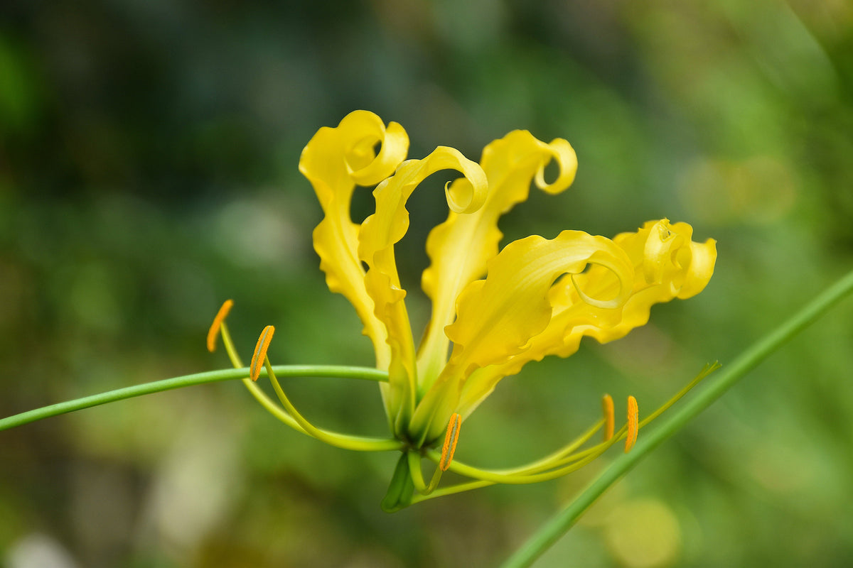 10 YELLOW GLORIOSA LILY Flame Lily Gloriosa Lutea Flower Vine Seeds