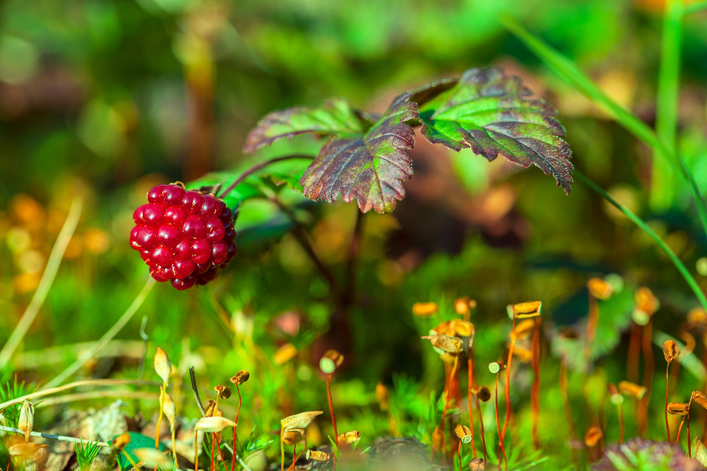 10 Arctic Raspberry (Rubus Arcticus) Seeds