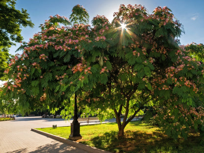 25 Mimosa / Persian Silk Tree (Albizia Julibrissin) Seeds