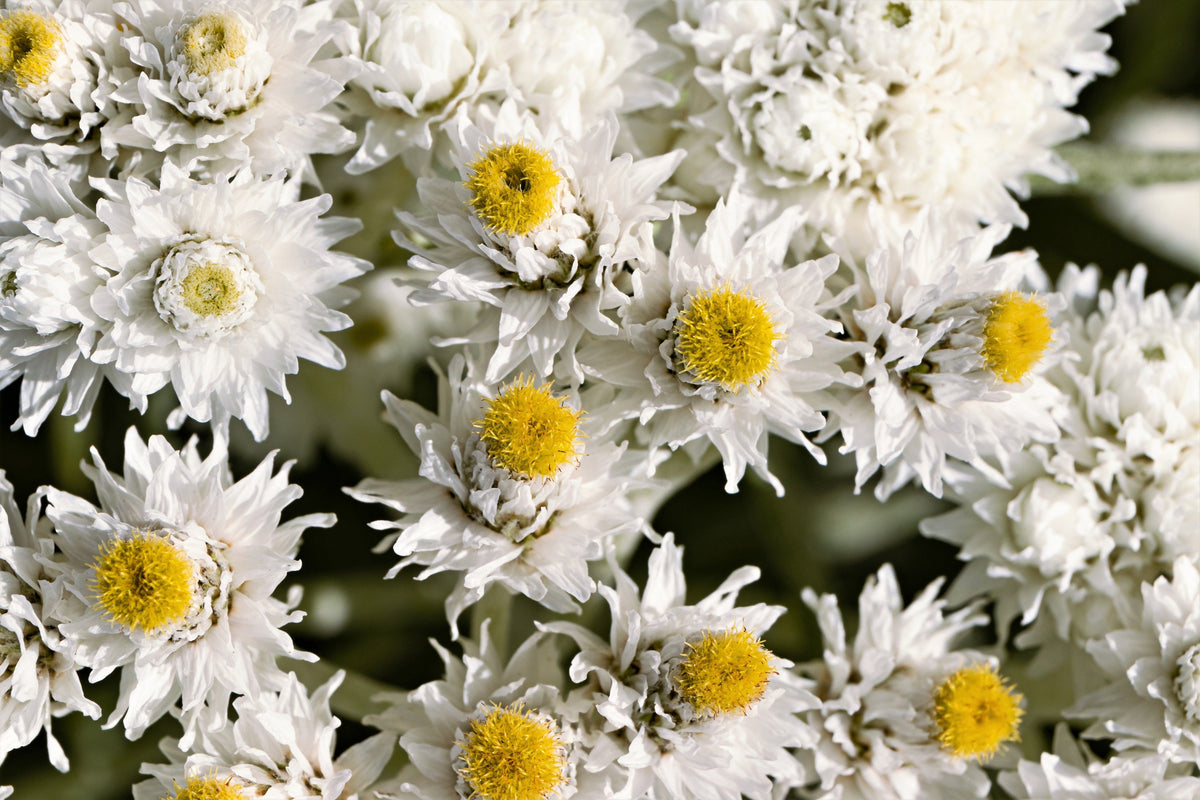 Pearly Everlasting (Anaphalis margaritacea) Seeds – 100 ct