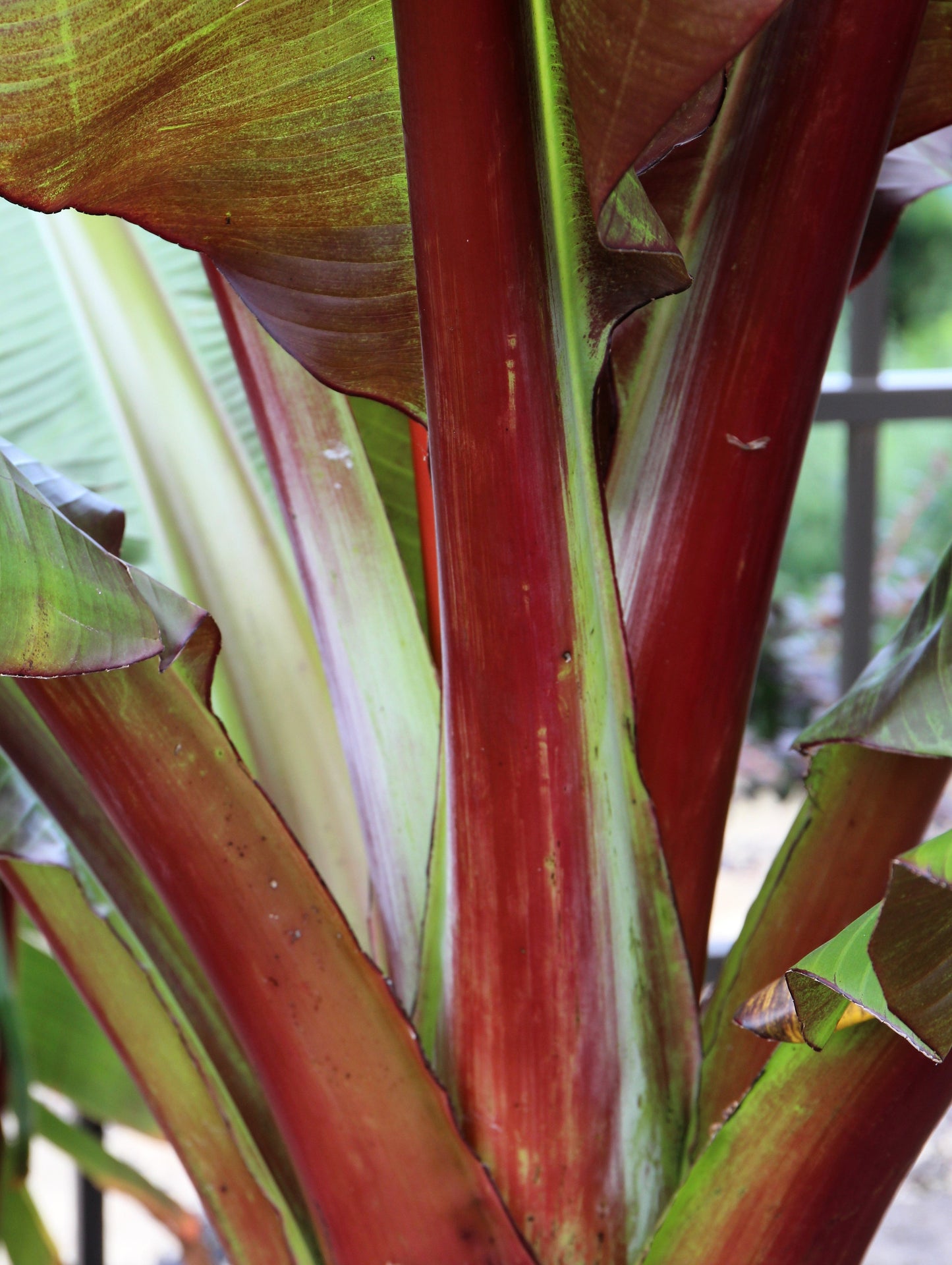 5 Red Abyssinian Banana (Musa Ensete Ventricosum) Seeds