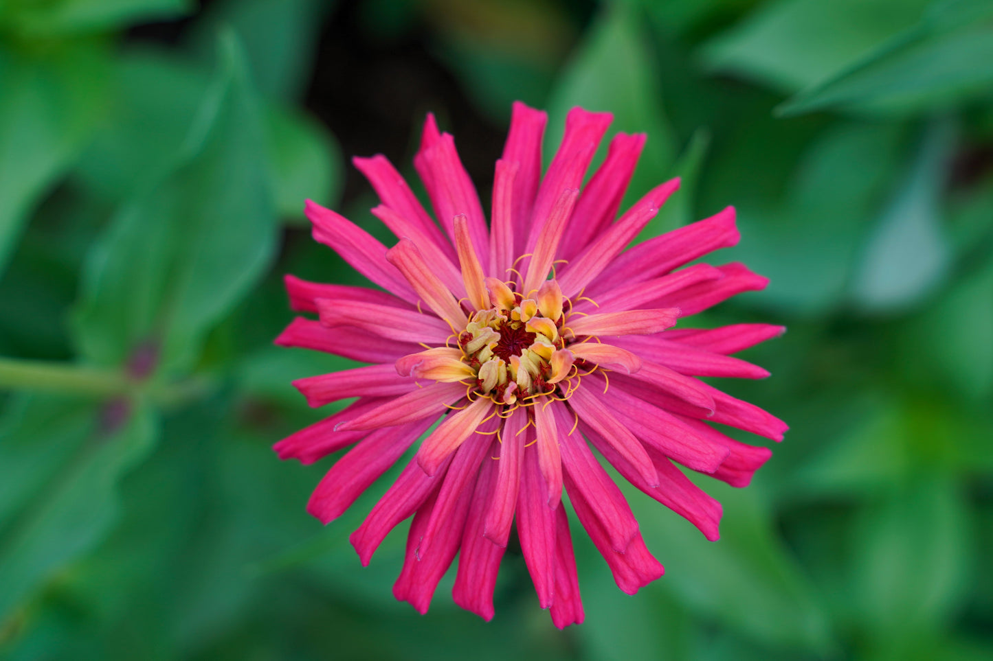 300 Cactus Flowered Zinnia Mix (Zinnia Elegans) Seeds