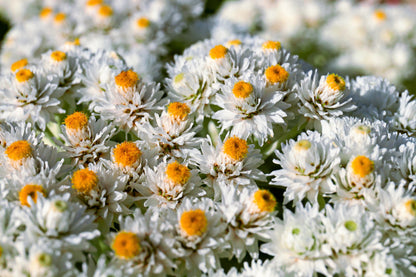 Pearly Everlasting (Anaphalis margaritacea) Seeds – 100 ct
