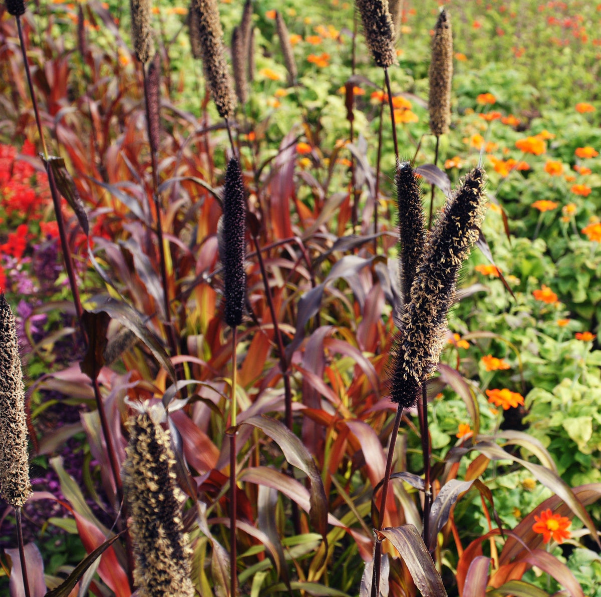 Red Jewel Millet (Setaria italica) Seeds – 25 ct