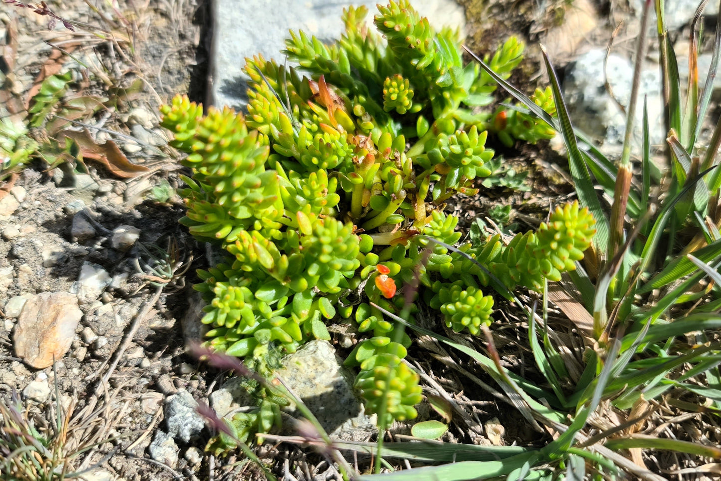 50 Rock Pine (Orostachys Japonica) Seeds