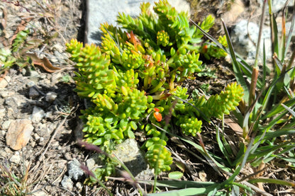 50 Rock Pine (Orostachys Japonica) Seeds