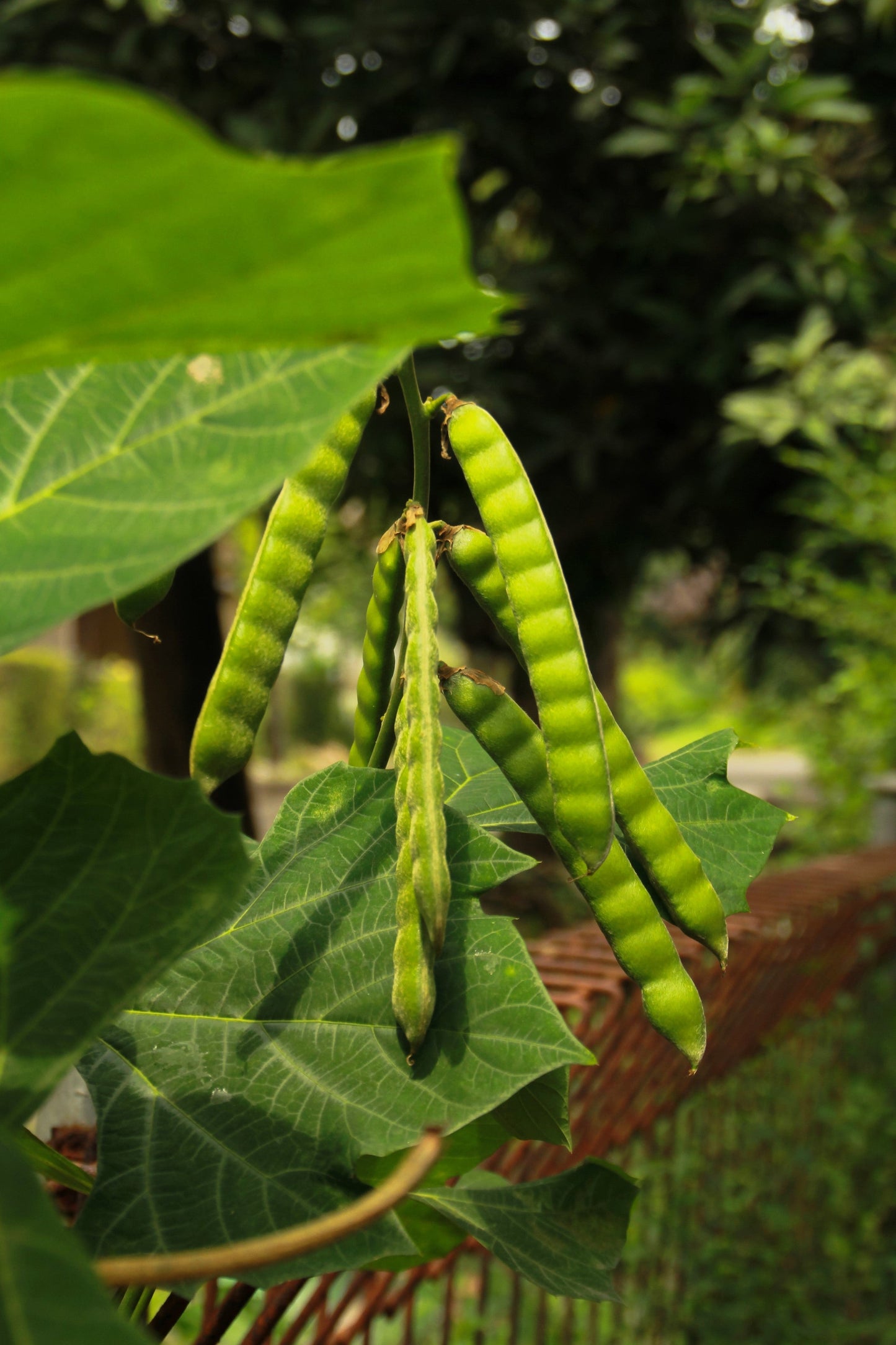 20 Jicama (Pachyrhizus Erosus) Seeds