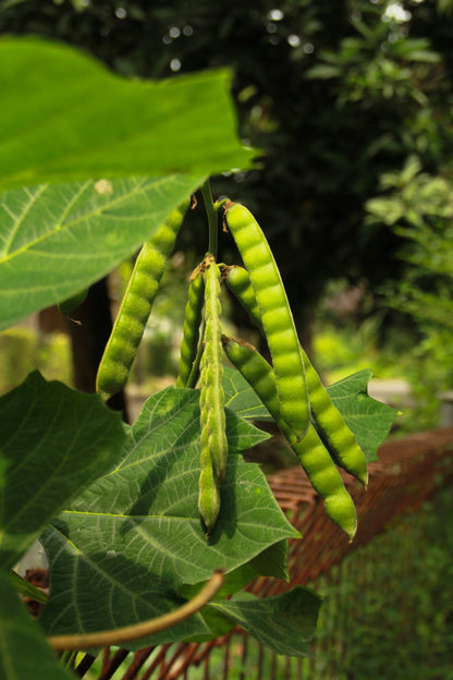20 Jicama (Pachyrhizus Erosus) Seeds