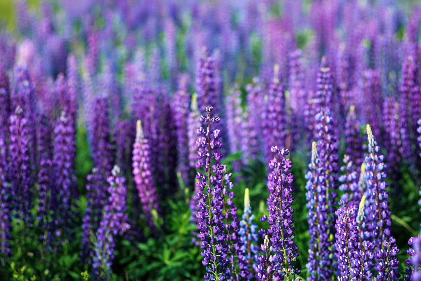 100 Perennial Lupine (Lupinus Perennis) Seeds