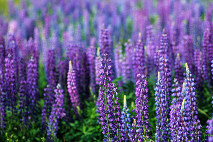 100 Perennial Lupine (Lupinus Perennis) Seeds