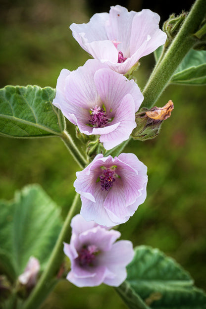 White Marsh Mallow (Althaea officinalis) Seeds – 50 ct