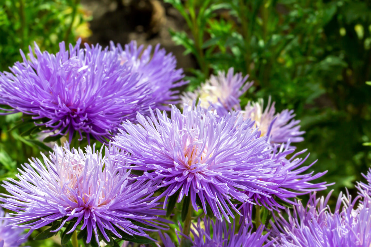 Violet Needle Aster (Callistephus chinensis) Seeds – 30 ct