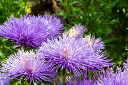 Violet Needle Aster (Callistephus chinensis) Seeds – 30 ct