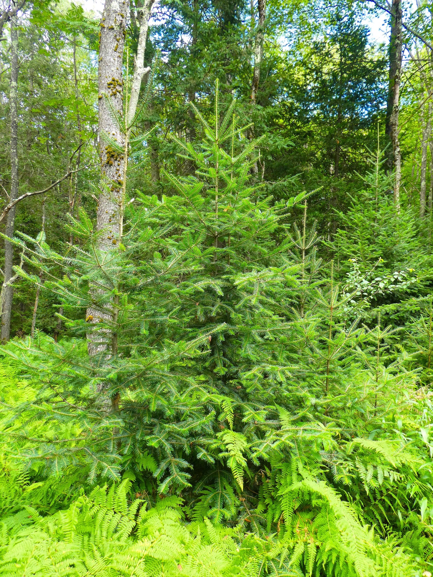 30 Balsam Fir Tree (Abies Balsamea) Seeds