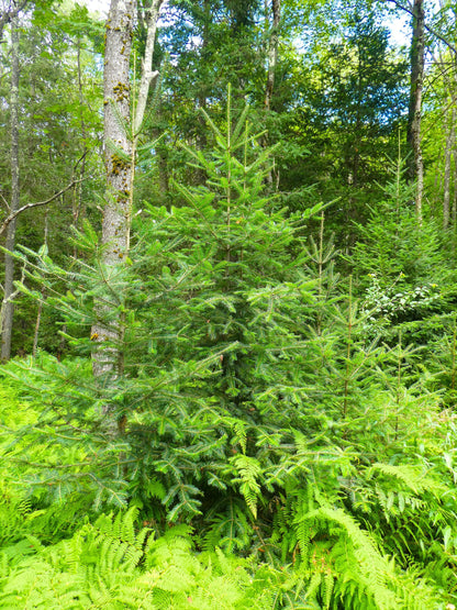 30 Balsam Fir Tree (Abies Balsamea) Seeds