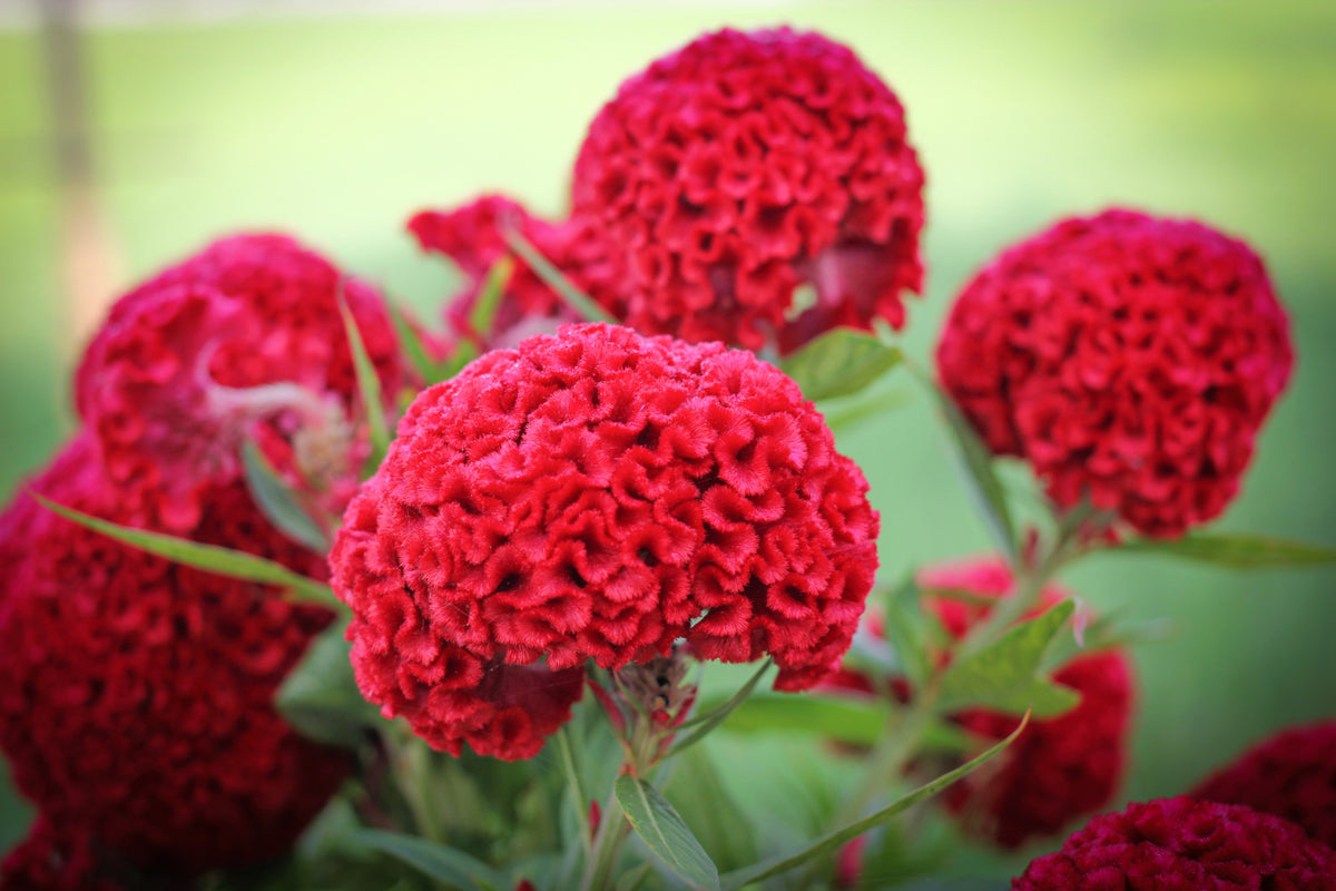 Coral Gardens Mix Celosia (Celosia argentea var. cristata) Seeds – 100 ct