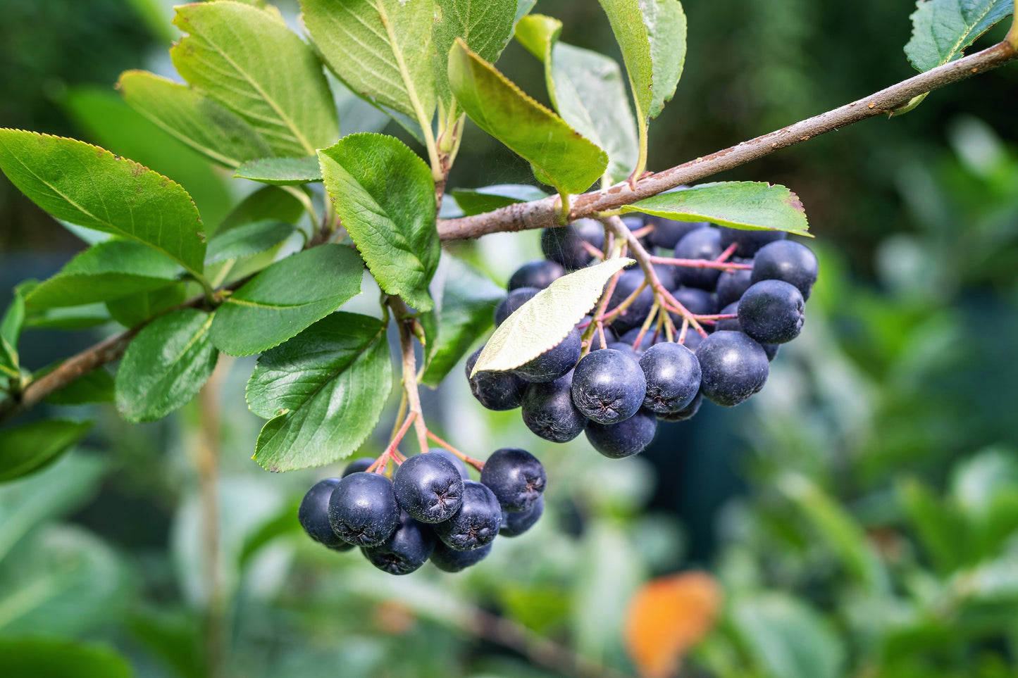 50 Black Chokeberry (Aronia Melanocarpa) Seeds