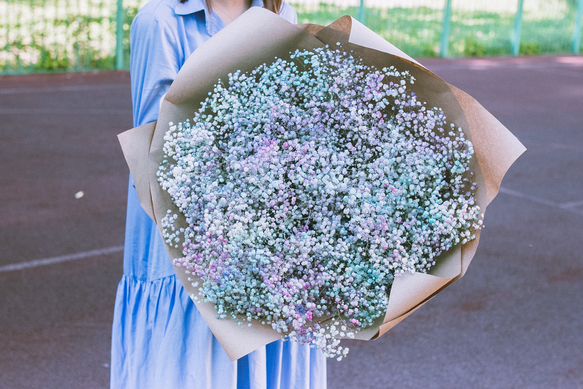 Covent Garden White Baby's Breath (Gypsophila elegans) Seeds – 1,000 ct