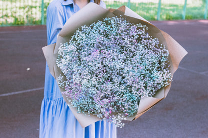 Covent Garden White Baby's Breath (Gypsophila elegans) Seeds – 1,000 ct