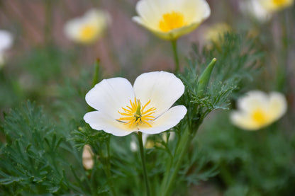 1000 White California Poppy (Eschscholzia Californica) Seeds