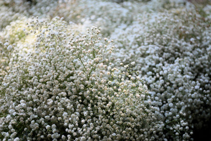 Covent Garden White Baby's Breath (Gypsophila elegans) Seeds – 1,000 ct