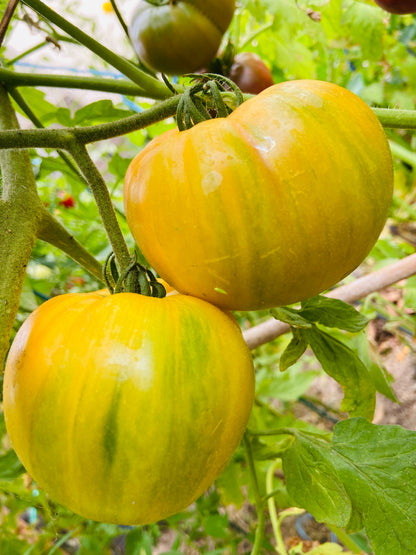 50 Pineapple Tomato (Solanum Lycopersium)t Seeds