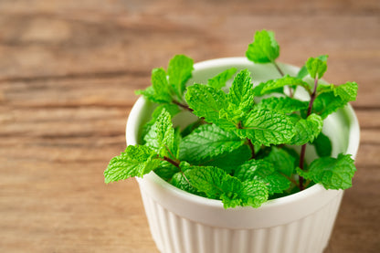 500 SPEARMINT (English Mint) Mentha Spicata Herb Flower Seeds