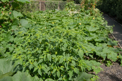 Pineapple Ground Cherry (Physalis pruinosa) Seeds – 50 ct
