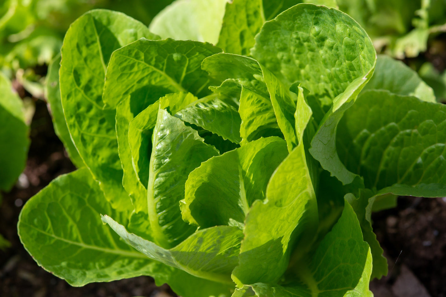 3000 Parris Island Romaine Lettuce (Lactuca Sativa) Seeds