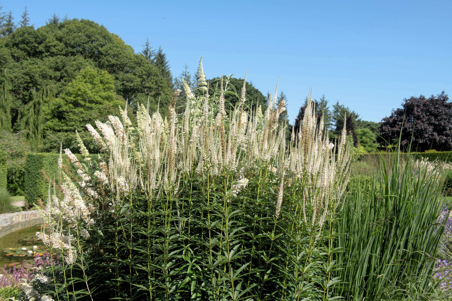 1000 Culver's Root / Black Root (Veronicastrum Virginicum) Seeds