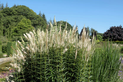 1000 Culver's Root / Black Root (Veronicastrum Virginicum) Seeds