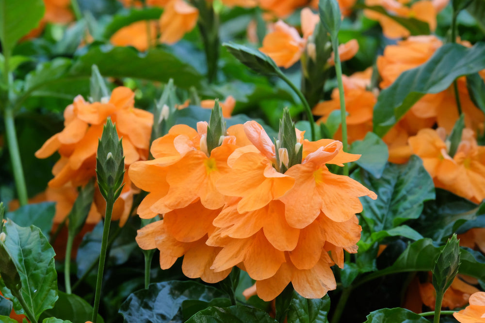 10 Orange Marmalade Crossandra (Crossando Infundibuliformis) Seeds