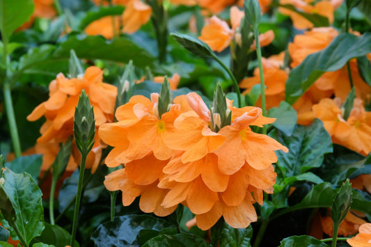 10 Orange Marmalade Crossandra (Crossando Infundibuliformis) Seeds