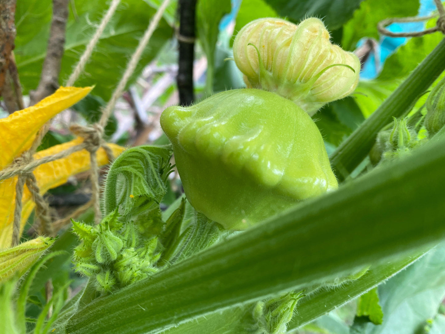 20 Green Patty Pan Squash (Cucurbita Pepo) Seeds