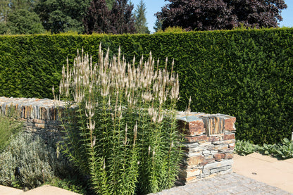 1000 Culver's Root / Black Root (Veronicastrum Virginicum) Seeds