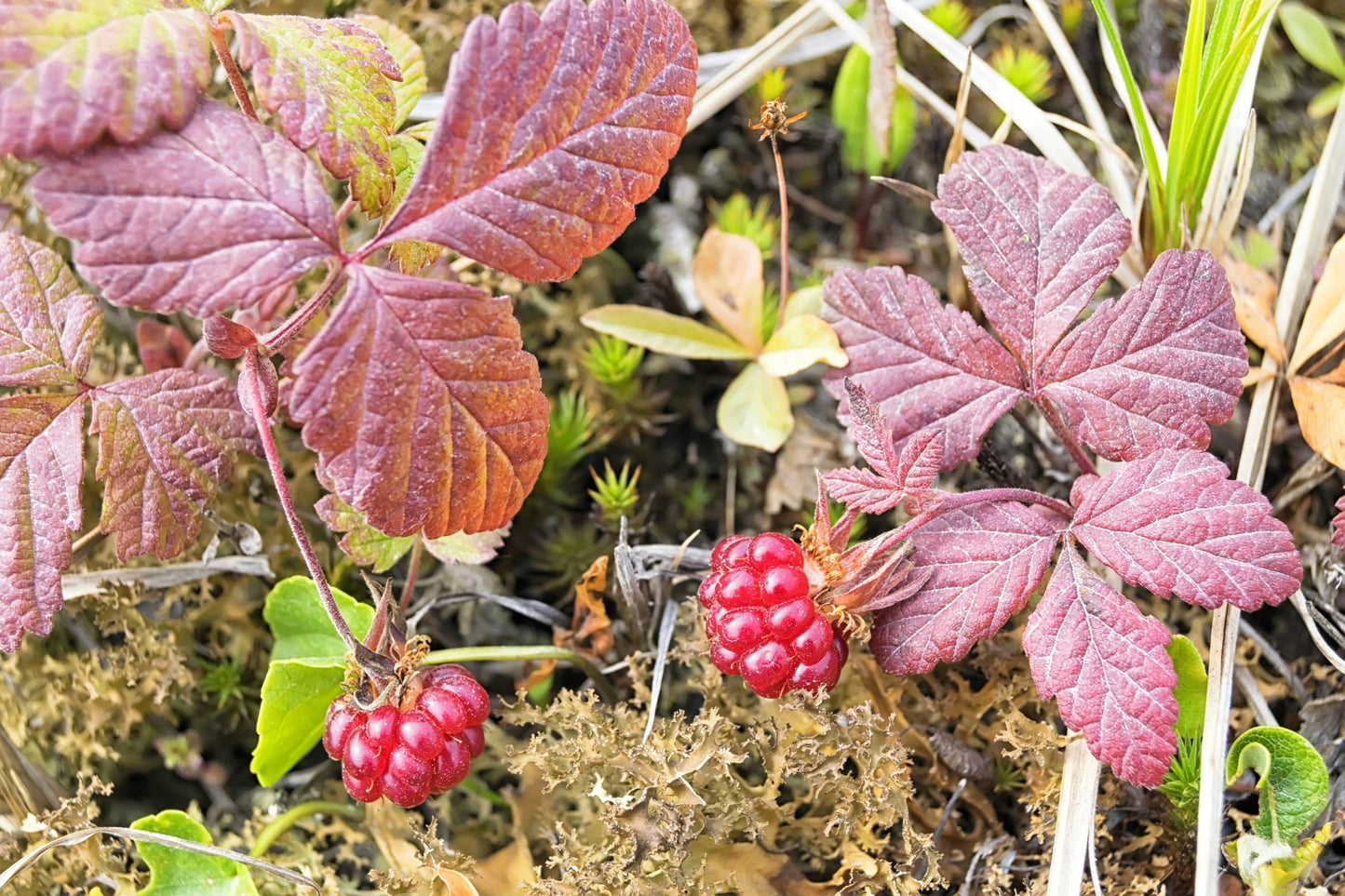 10 Arctic Raspberry (Rubus Arcticus) Seeds