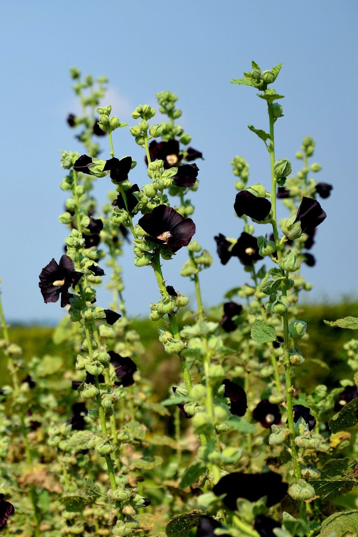 Black Hollyhock (Alcea rosea 'Nigra') Seeds – 25 ct