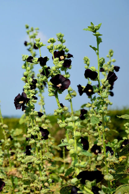 Black Hollyhock (Alcea rosea 'Nigra') Seeds – 25 ct