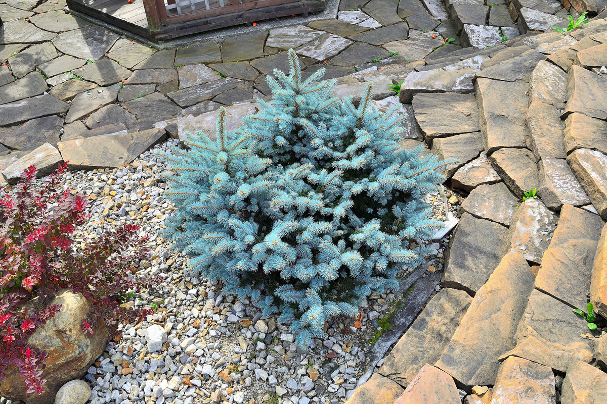 Colorado Blue Spruce (Picea pungens) Seeds – 50 ct