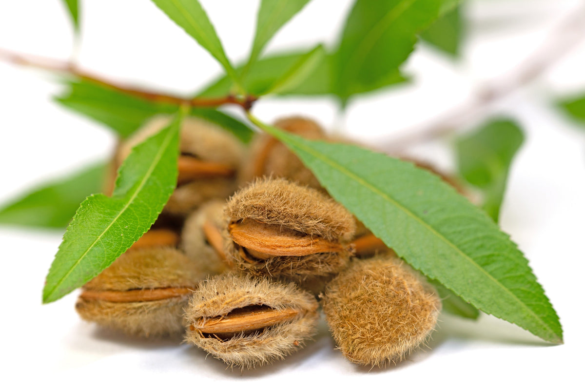 Dwarf Russian Almond (Prunus tenella) Seeds – 5 ct