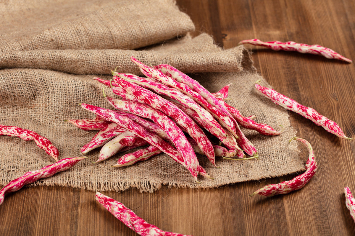 Borlotti Cranberry Bean (Phaseolus vulgaris) Seeds – 50 ct