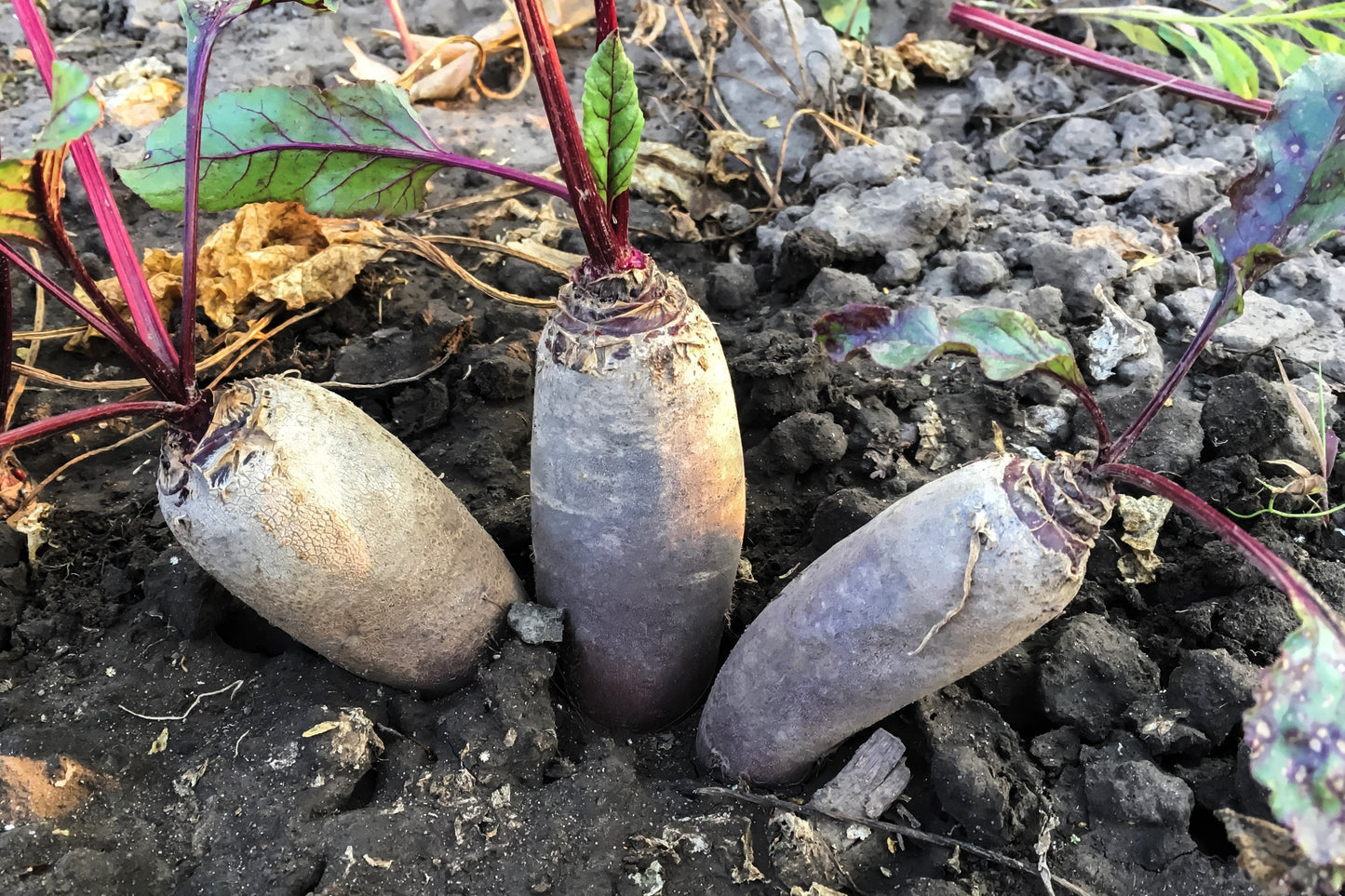 250 Cylindra Beet (Beta Vulgaris) Seeds